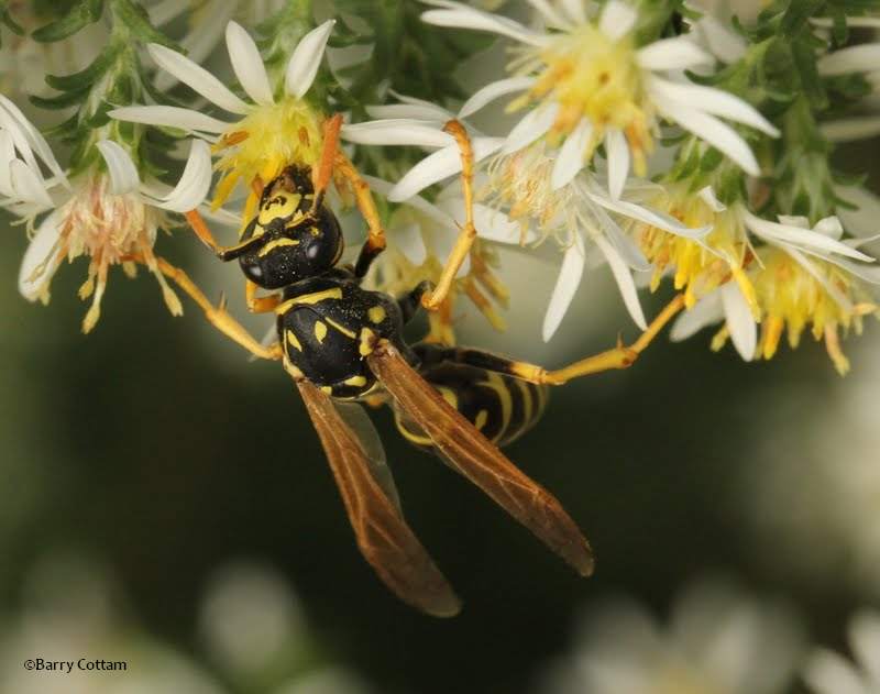 Paper wasp (Polistes dominula)