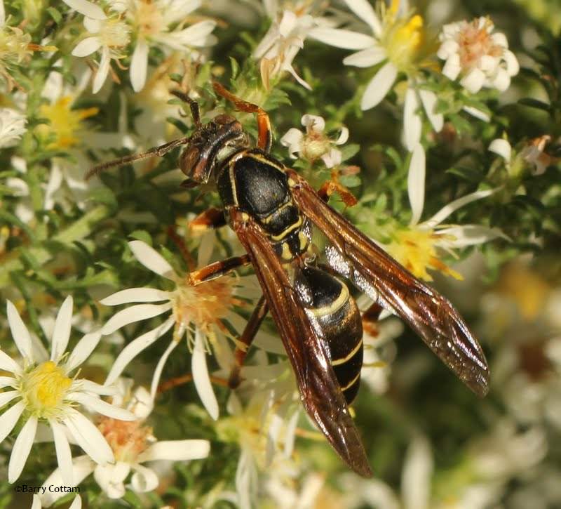 Paper wasp (Polistes fuscatus)