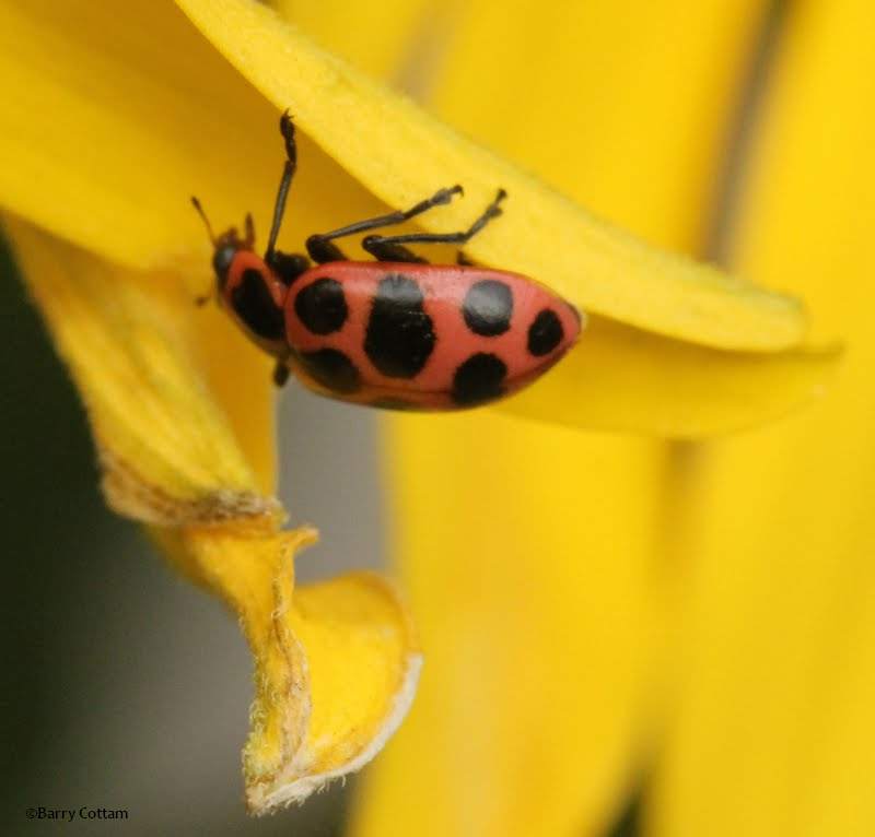 Spotted ladybeetle (Coleomegilla maculata) 