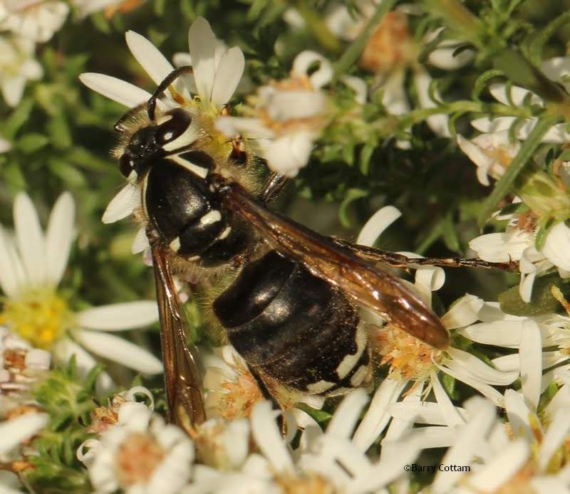 Bald-faced hornet (Dolichovespula maculata) 