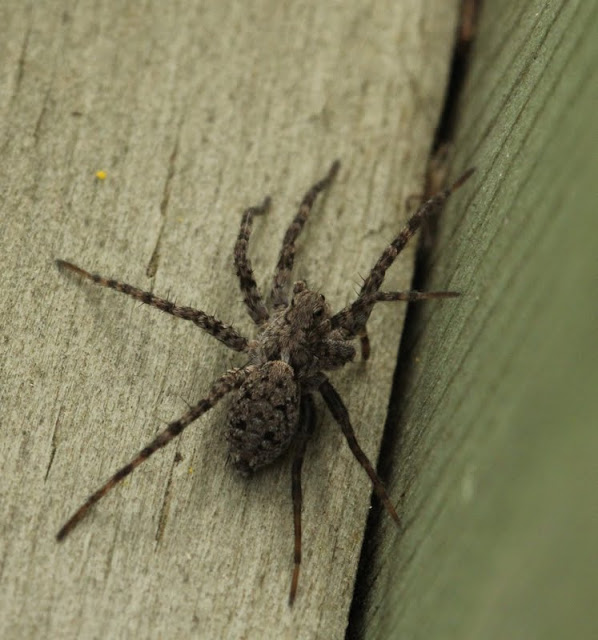 Spider, possibly a fishing spider