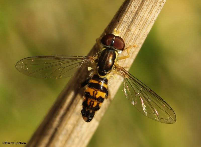 Hover fly (Toxomerus geminatus), male
