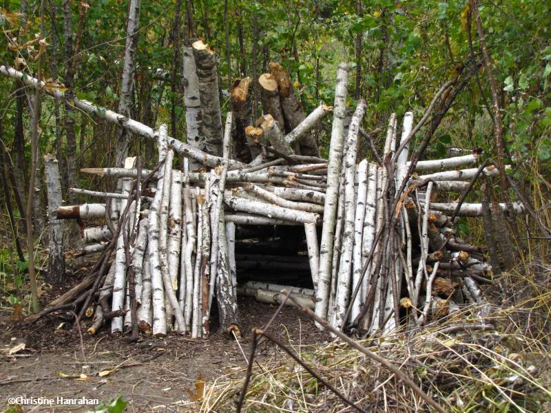 Birch log structure