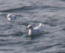 Iceland Gull - Gurnet Point, Duxbury Beach, MA  -090419