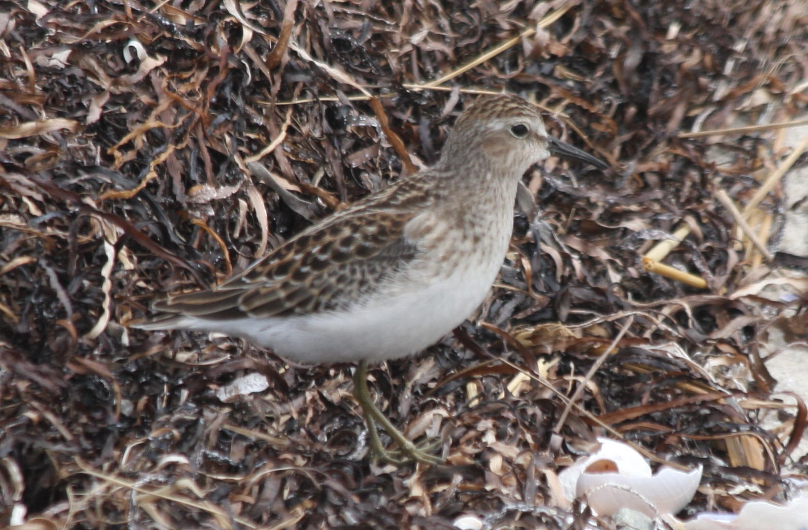 Least Sandpiper - Duxbury Beach, MA - 09-07-2009