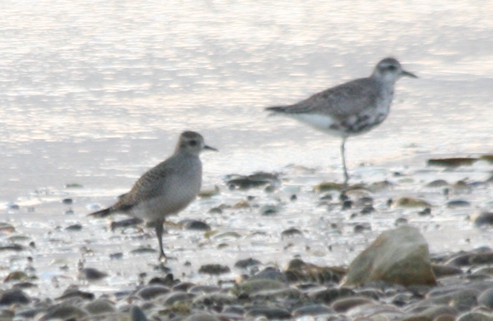 Golden Plover with B-bellied- DBCH - opp 2nd xover.jpg
