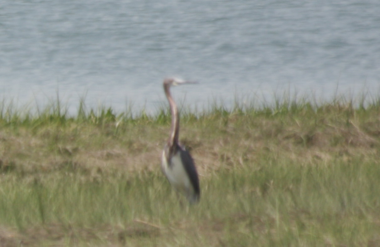 100526 Duxbury Beach, MA - Tricolored Heron