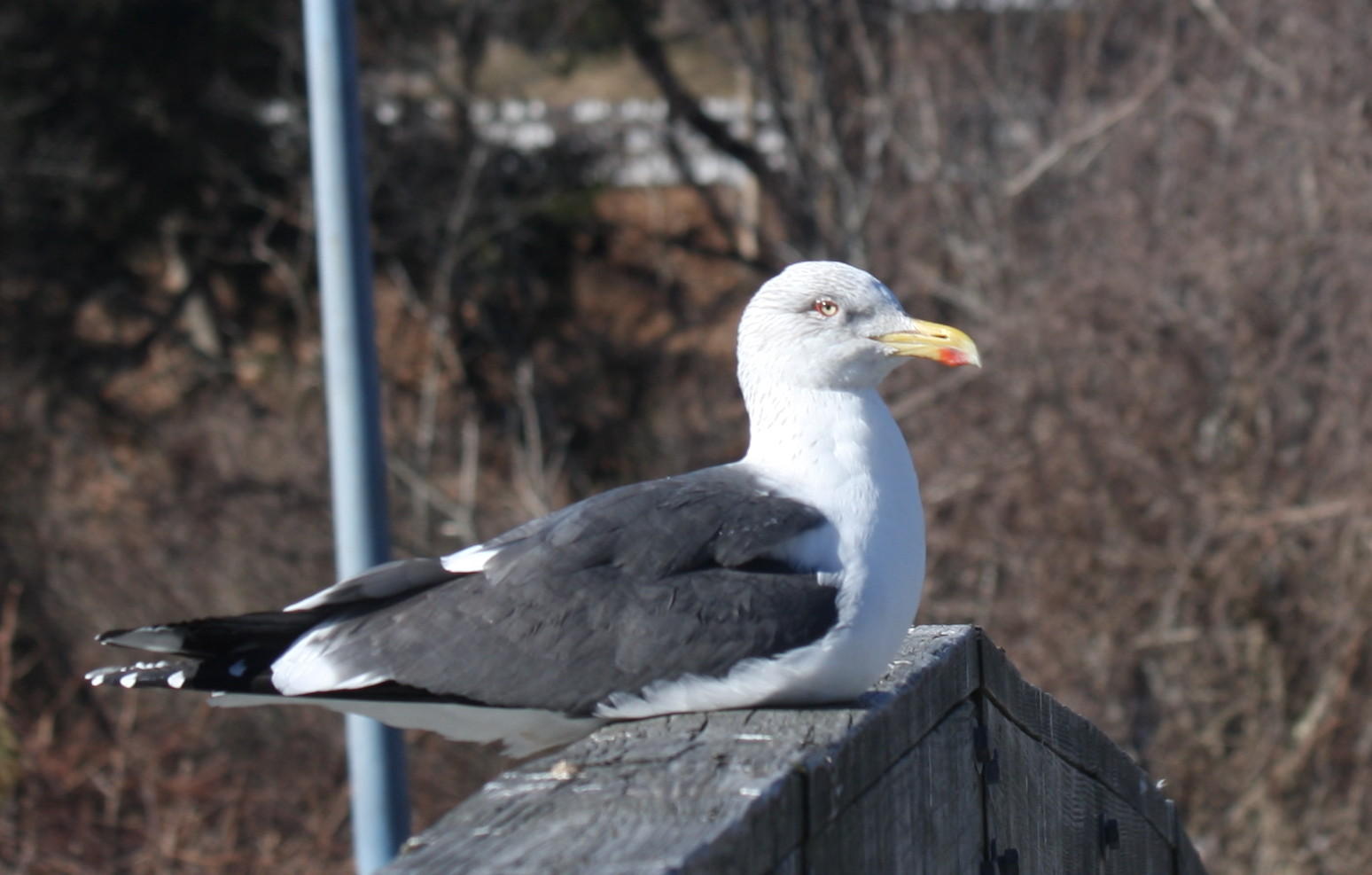 Lesser Black-backed Gull - Plymouth, MA   3-3-2011