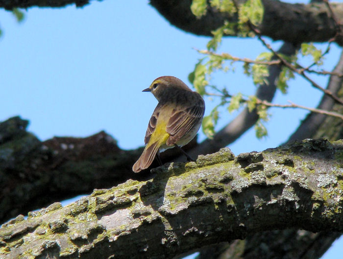 Palm Warbler