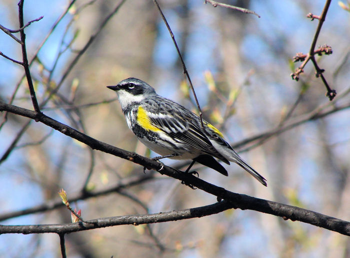 Yellow-rumped Warbler