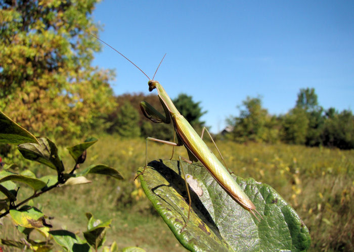 Praying Mantis (<i>Mantis religiosa</i>)