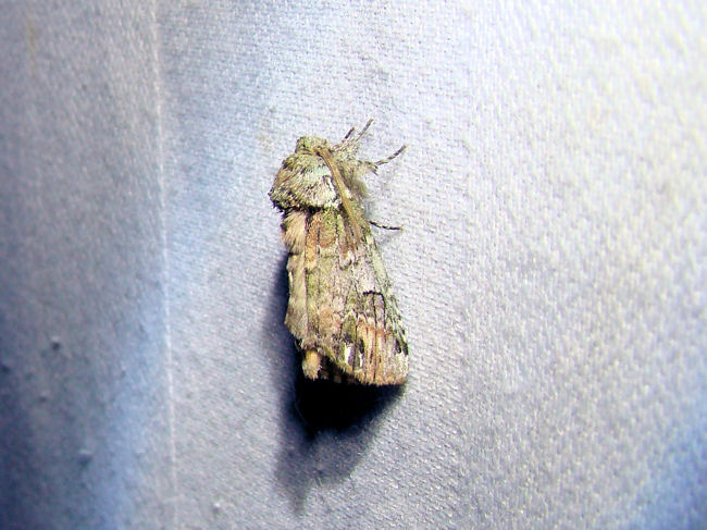 Unicorn Caterpillar Moth (Schizura unicornis)<br>Hodges #8007
