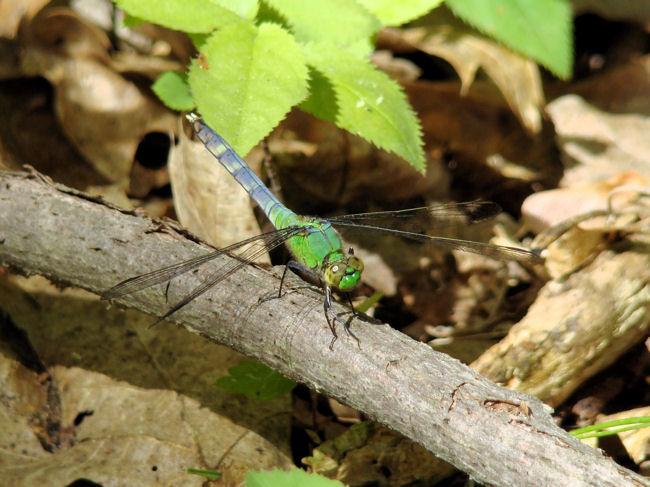 Eastern Pondhawk  (<i>Erythemis simplicicollis</i>), male