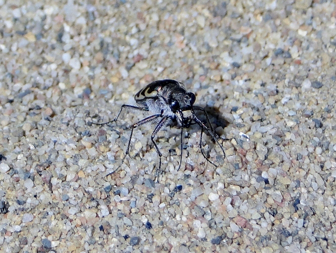 Bronzed Tiger Beetle (Cicindela repanda)