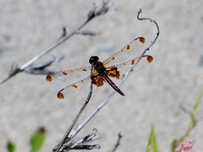 Calico Pennant (<i>Celithemis elisa</i>)