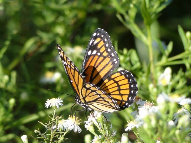 Viceroy (<i>Limenitis archippus</i>)