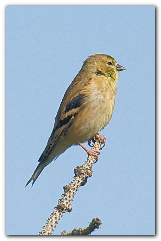 American Goldfinch