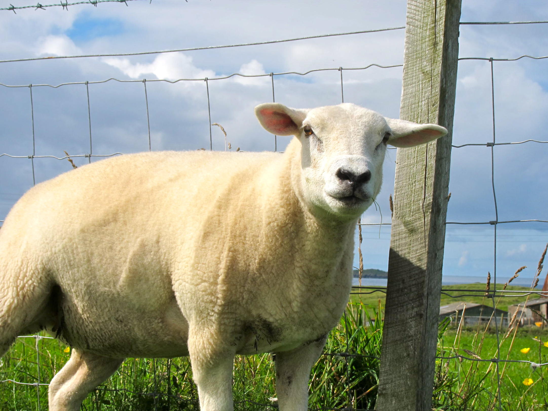 Friendly Sheep, Iona