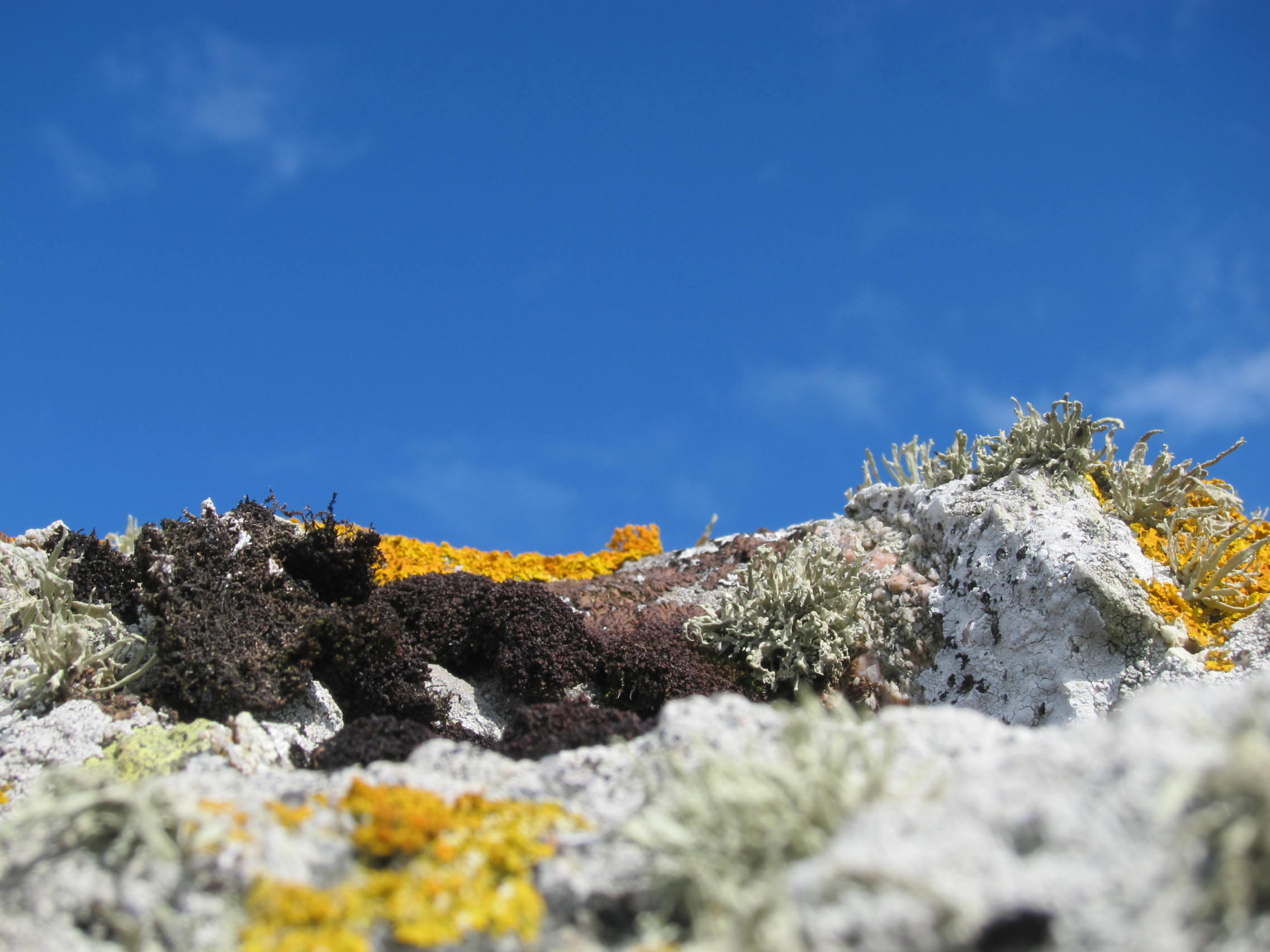 Perfect Moss Colours on Iona