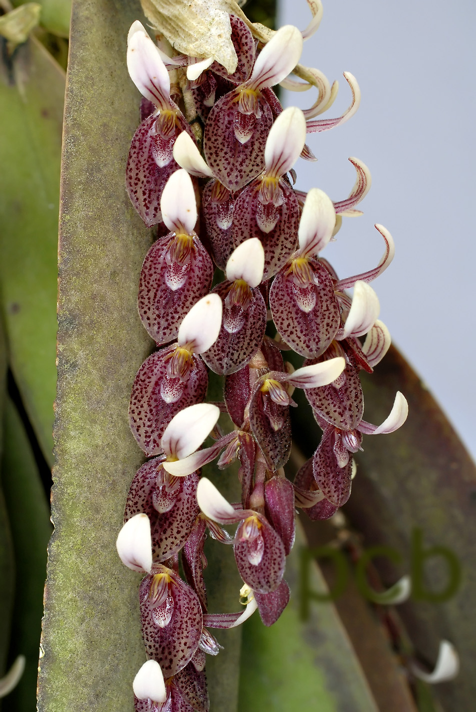 Pleurothallis strupifolia