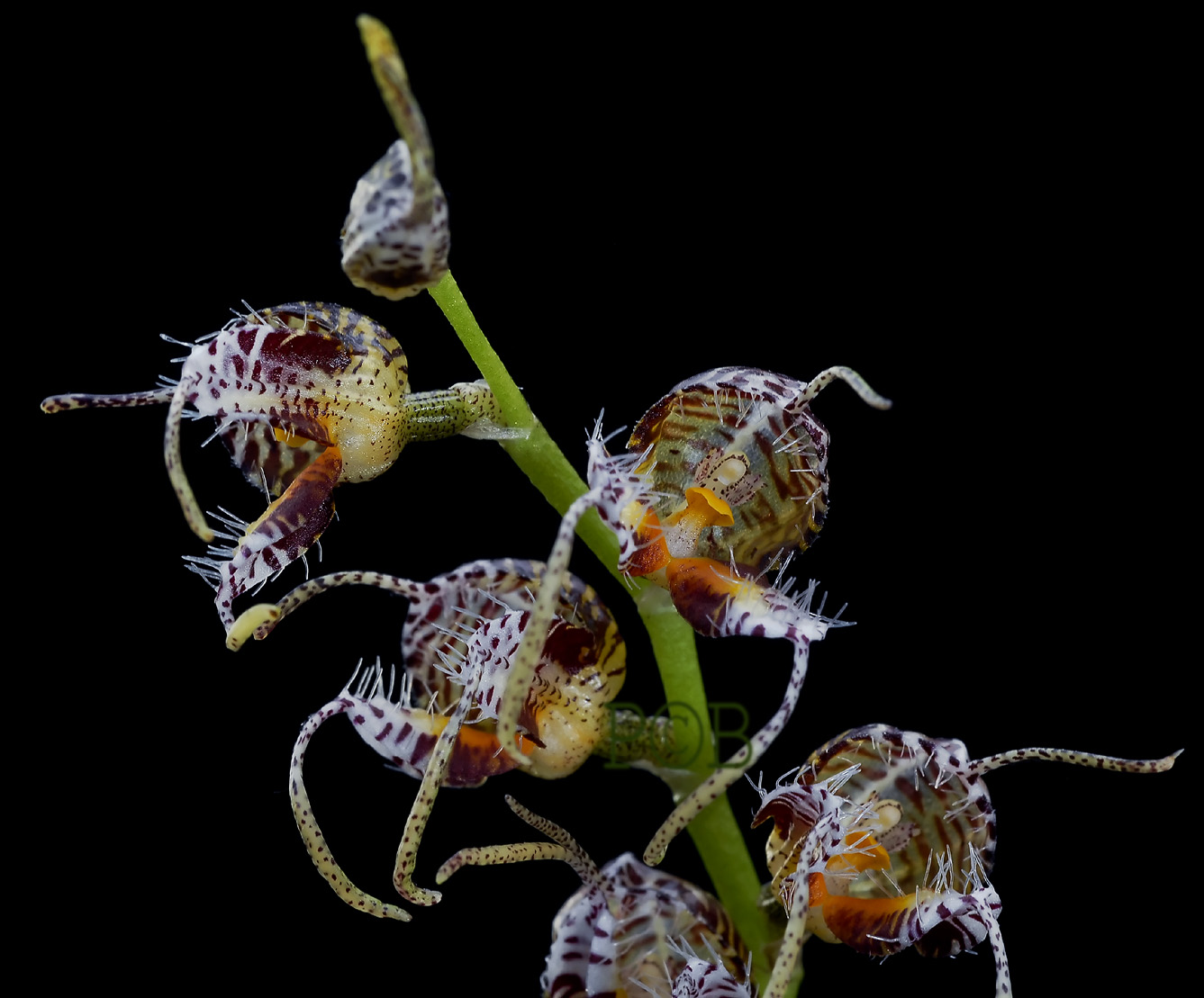 Mas. polysticta