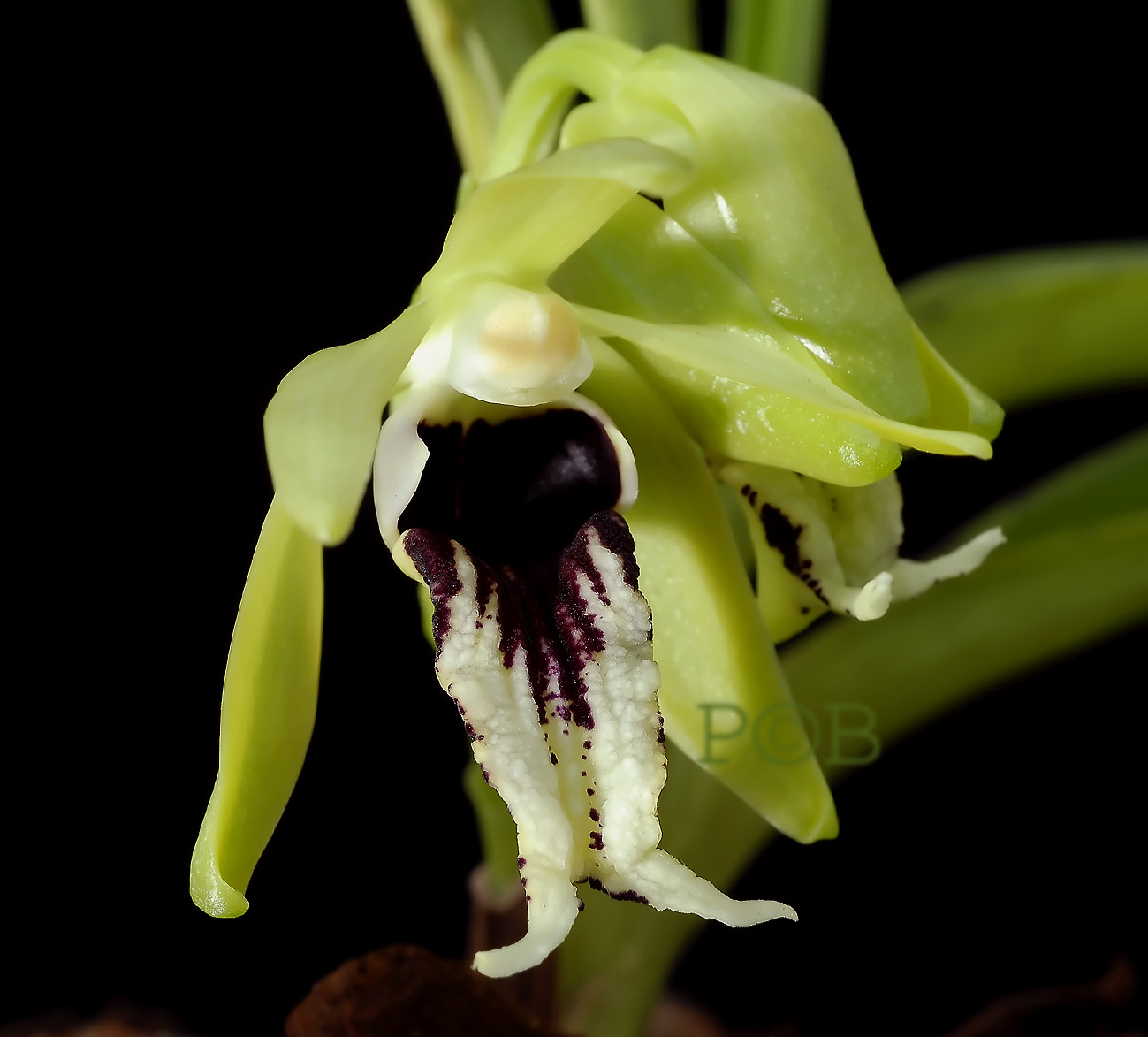 Vanda cristata