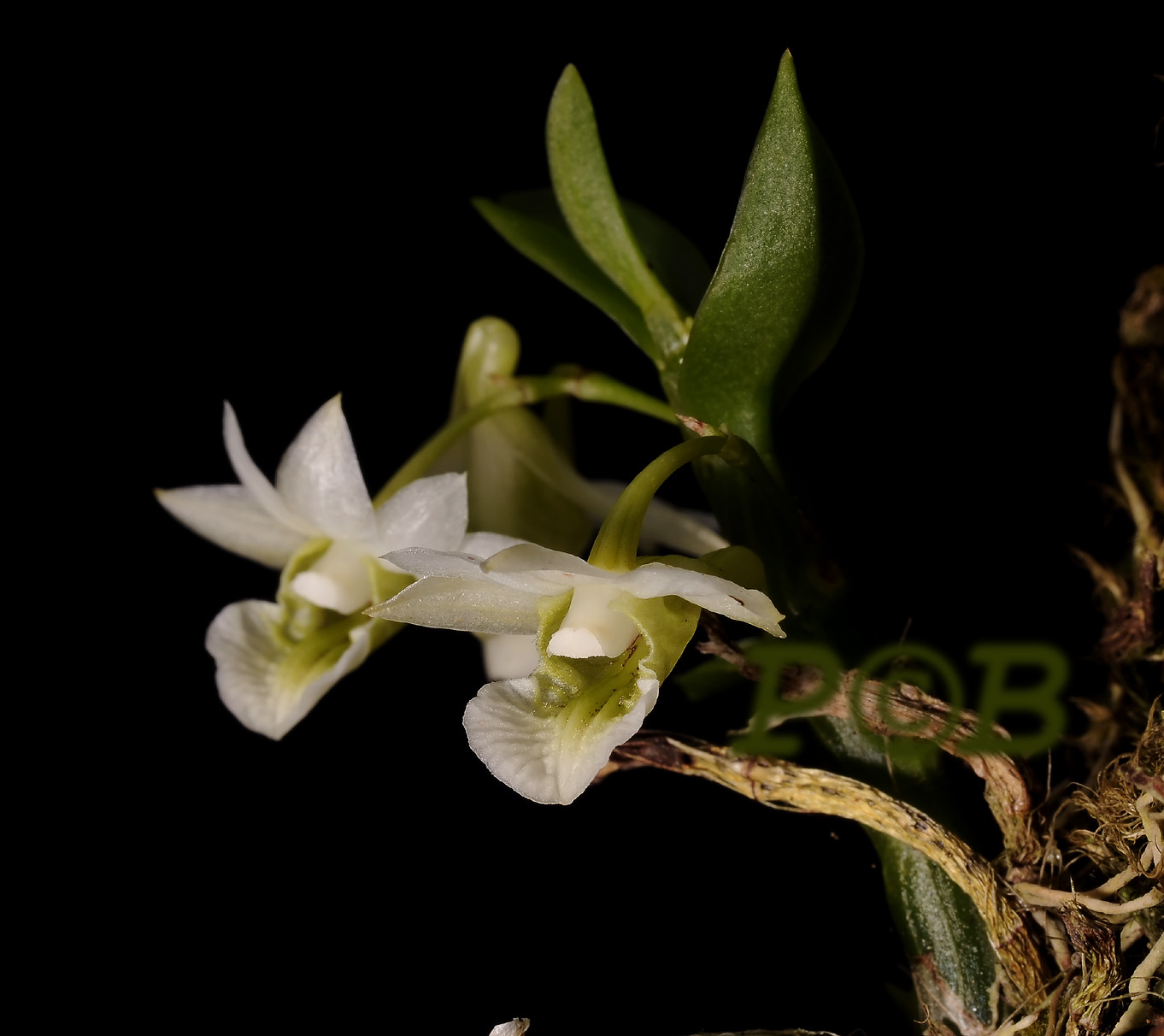 Dendrobium oligophyllum