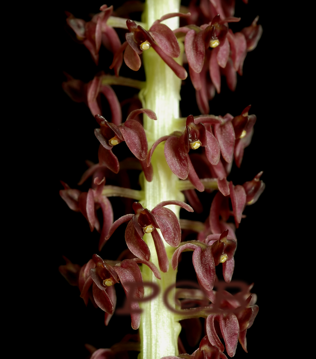 Malaxis latifolia, close