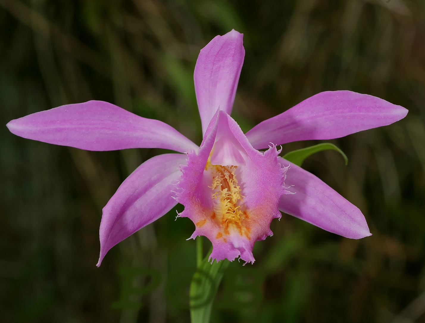 Pleione ueli wackernagel