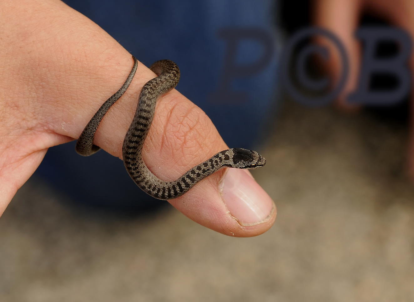 Gladde slang baby, Coronella austriaca