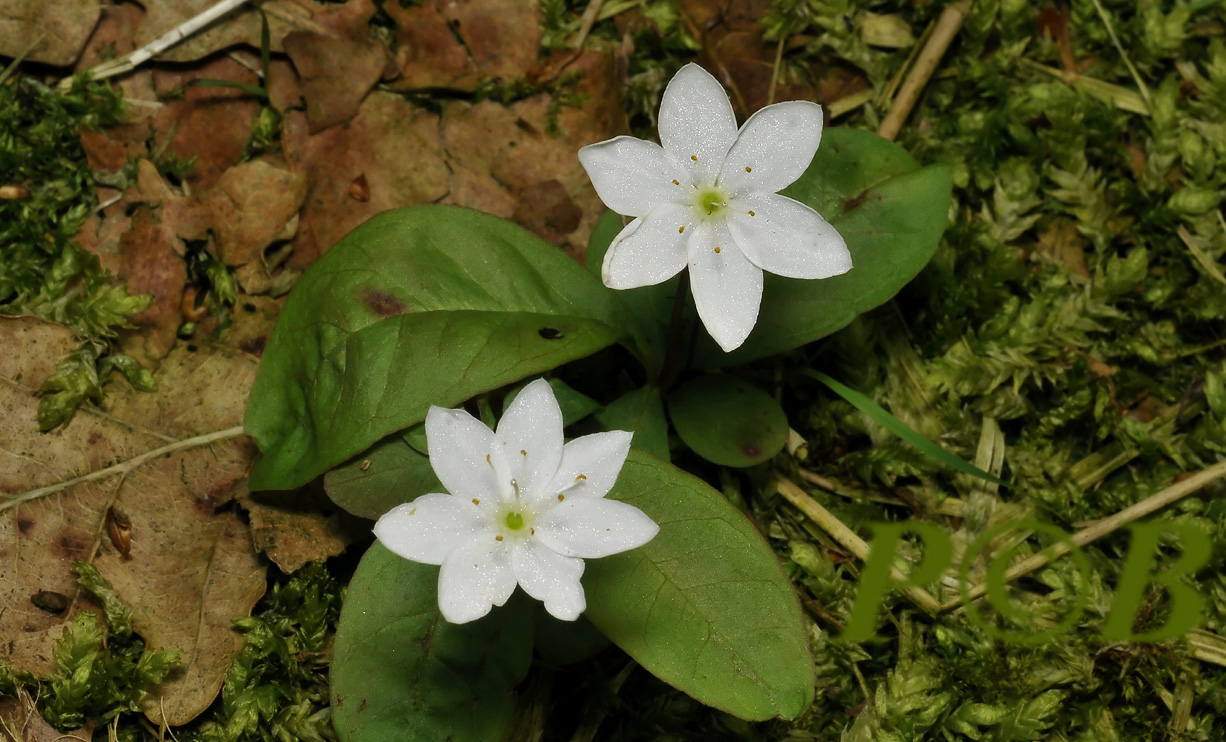Zevenster, Trientalis europaea, 6 en 7 bloemblaadjes