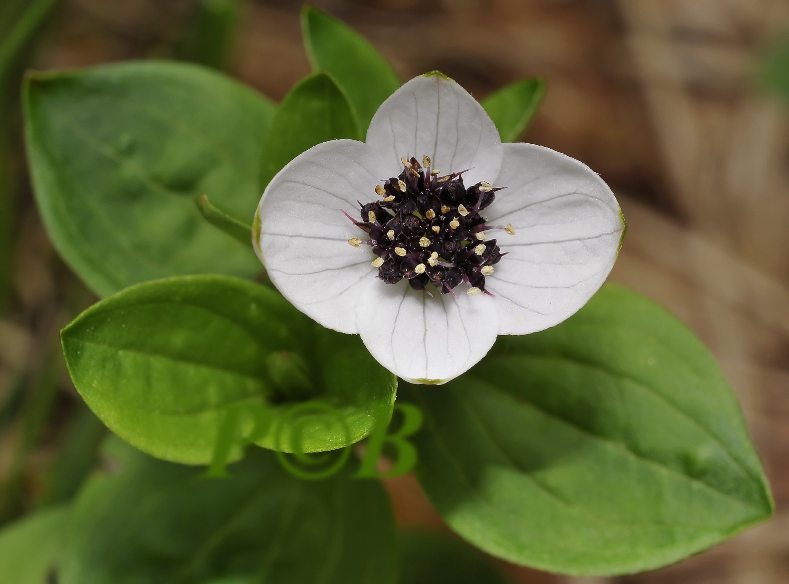 Zweedse cornoelje, Cornus suecica