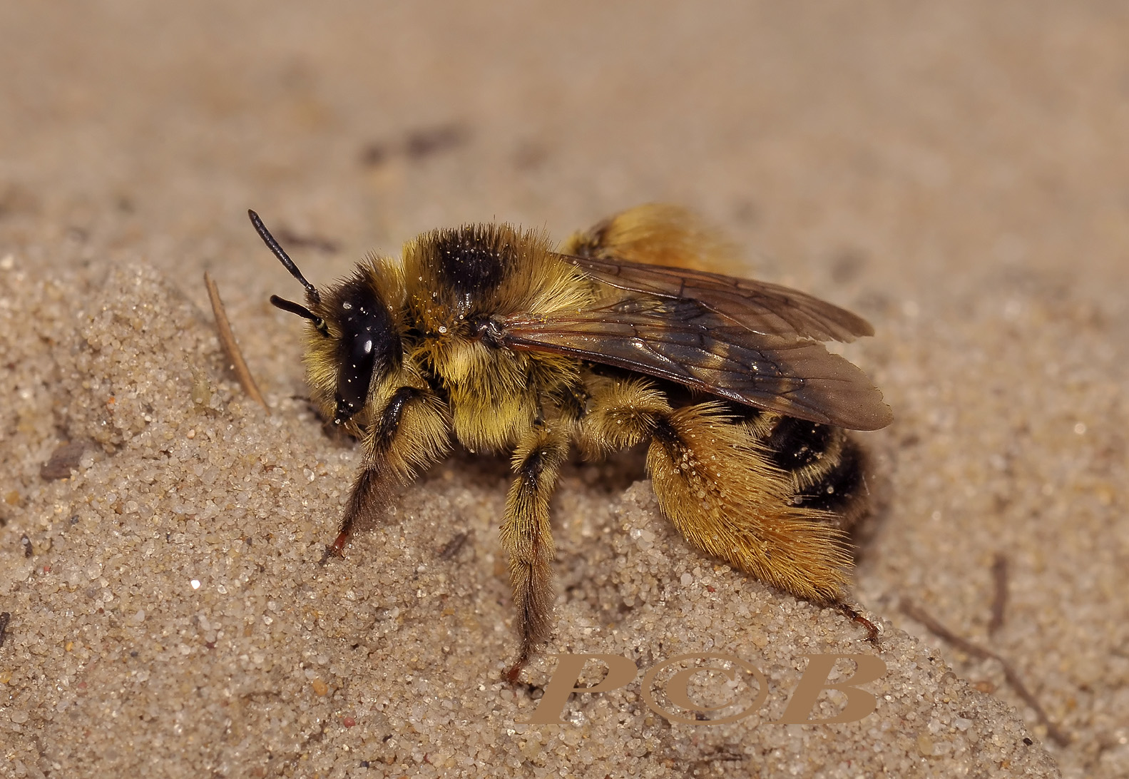 Pluimvoetbij, Dasypoda hirtipes, zandbijen