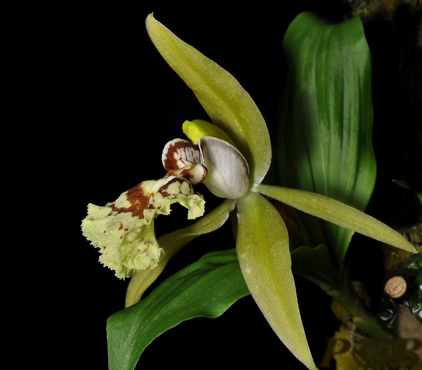 Coelogyne schilleriana