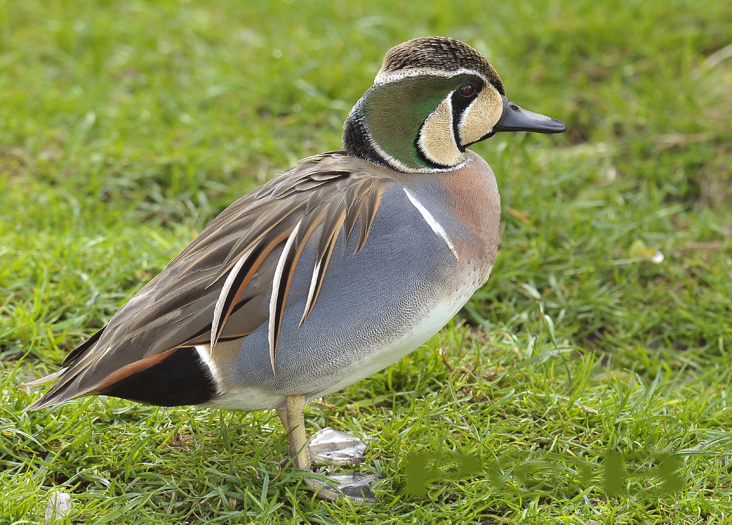 Siberische taling, Ilperveld, Anas formosa