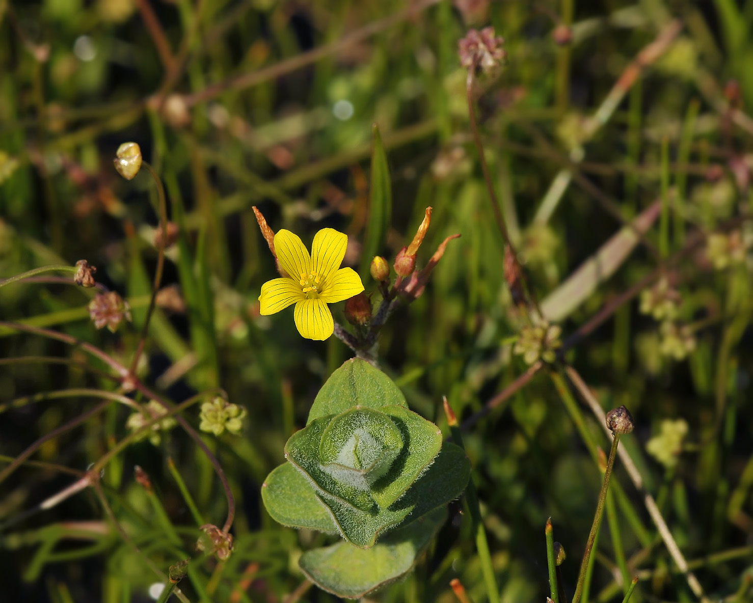 Moerashertshooi, Hypericum elodes, zeldzaam en op de  rode lijst