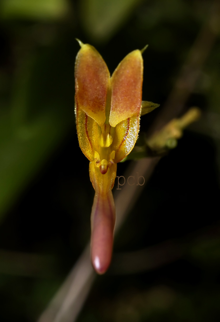 Scaphosepalum clavellatum , 1 cm