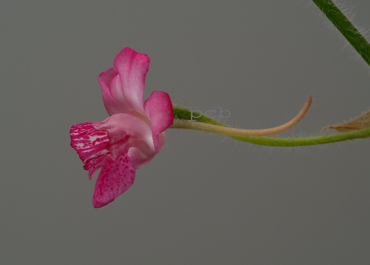 Calanthe cardioglossa, flower  2 cm, Thailand