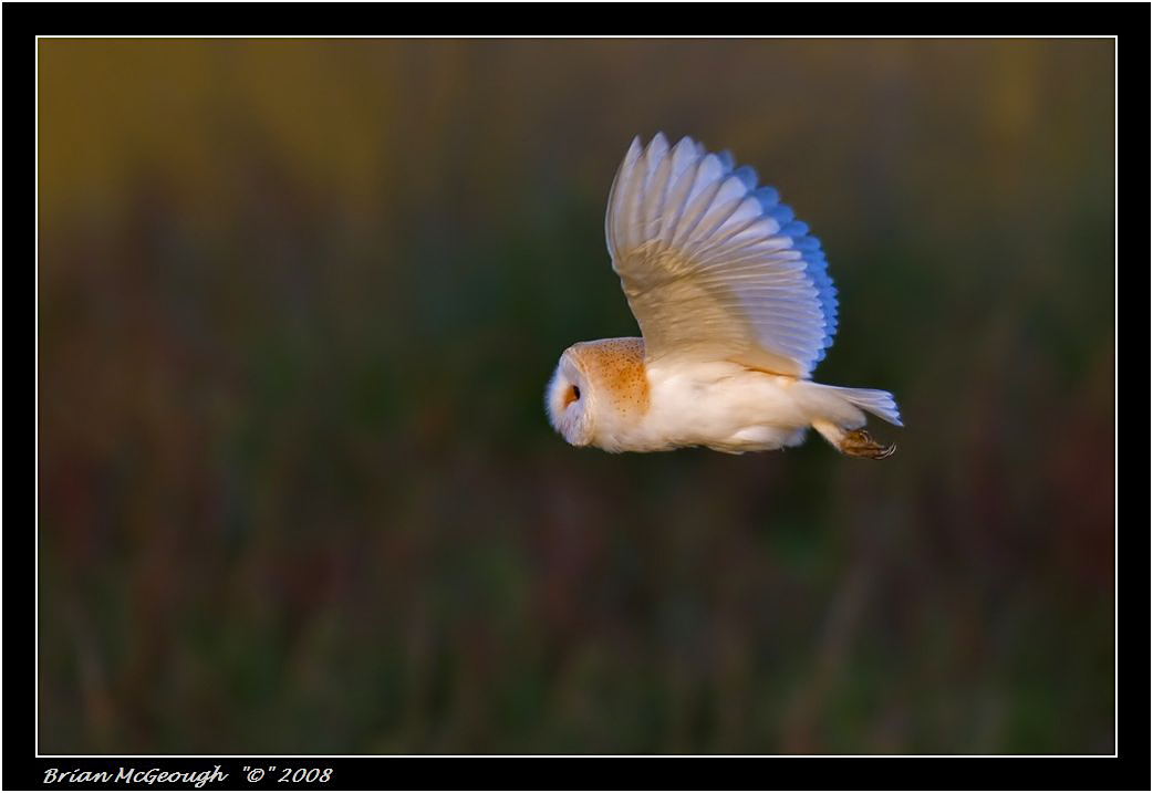 barn owl.jpg