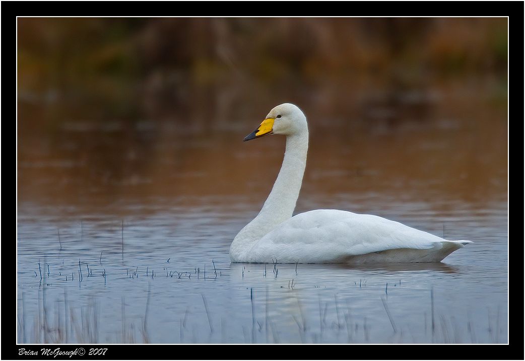 Whooper swan