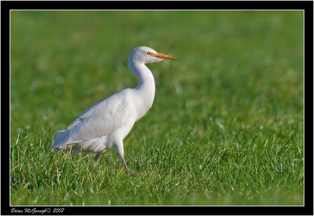 Cattle Egret 2.jpg