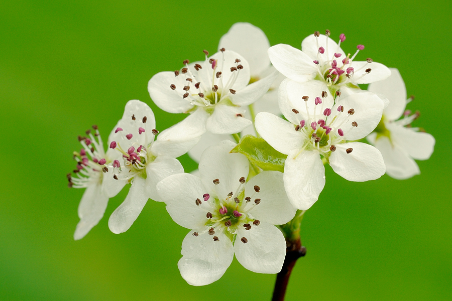 Fruit Blossom 5