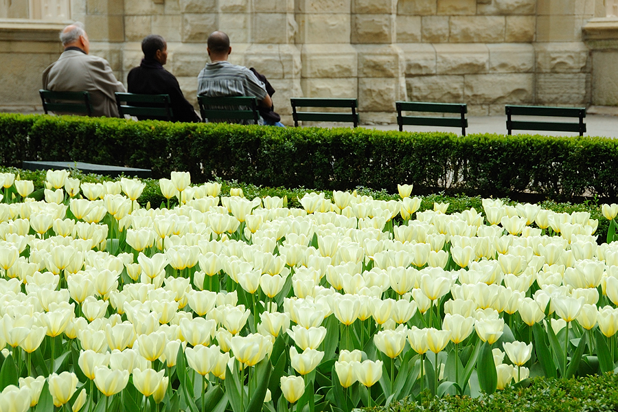 Water Tower Tulips