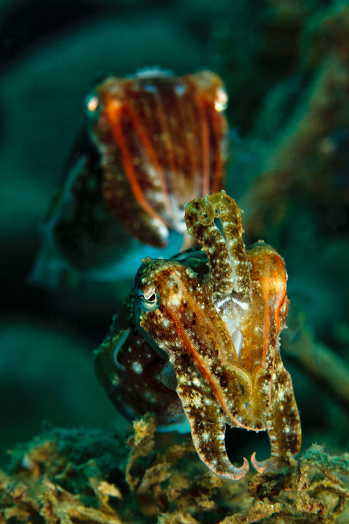 Inquisitive cuttlefish