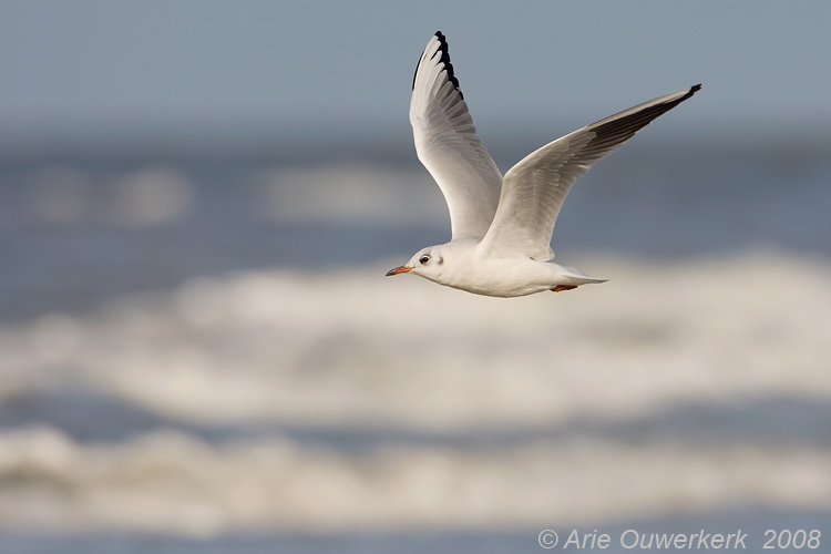 Black-headed Gull - Kokmeeuw - Larus ridibundus