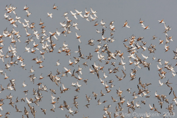 Bar-tailed Godwit - Rosse Grutto - Limosa lapponica