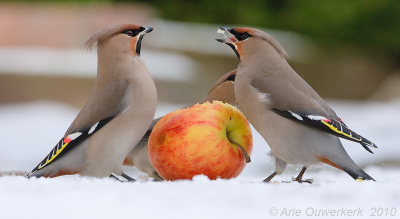 Bohemian Waxwing - Pestvogel - Bombycilla garrulus