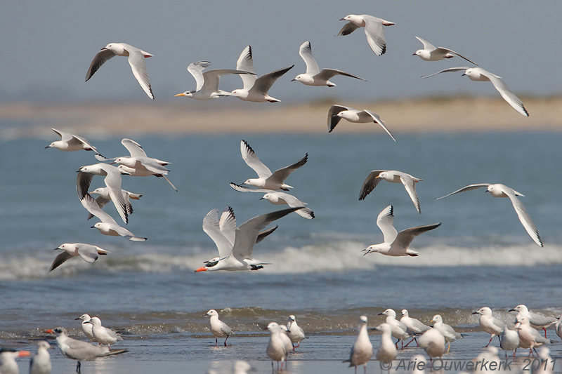 Slender-billed Gull - Dunbekmeeuw - Chroicocephalus genei