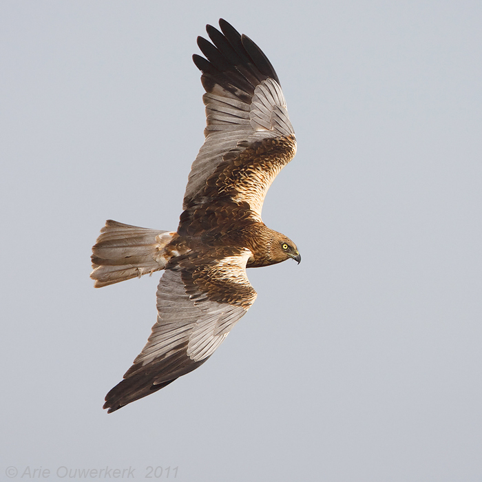 Western Marsh Harrier - Bruine Kiekendief - Circus aeruginosus