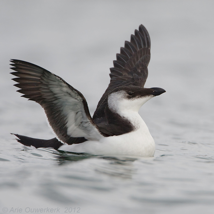 Razorbill - Alk - Alca torda